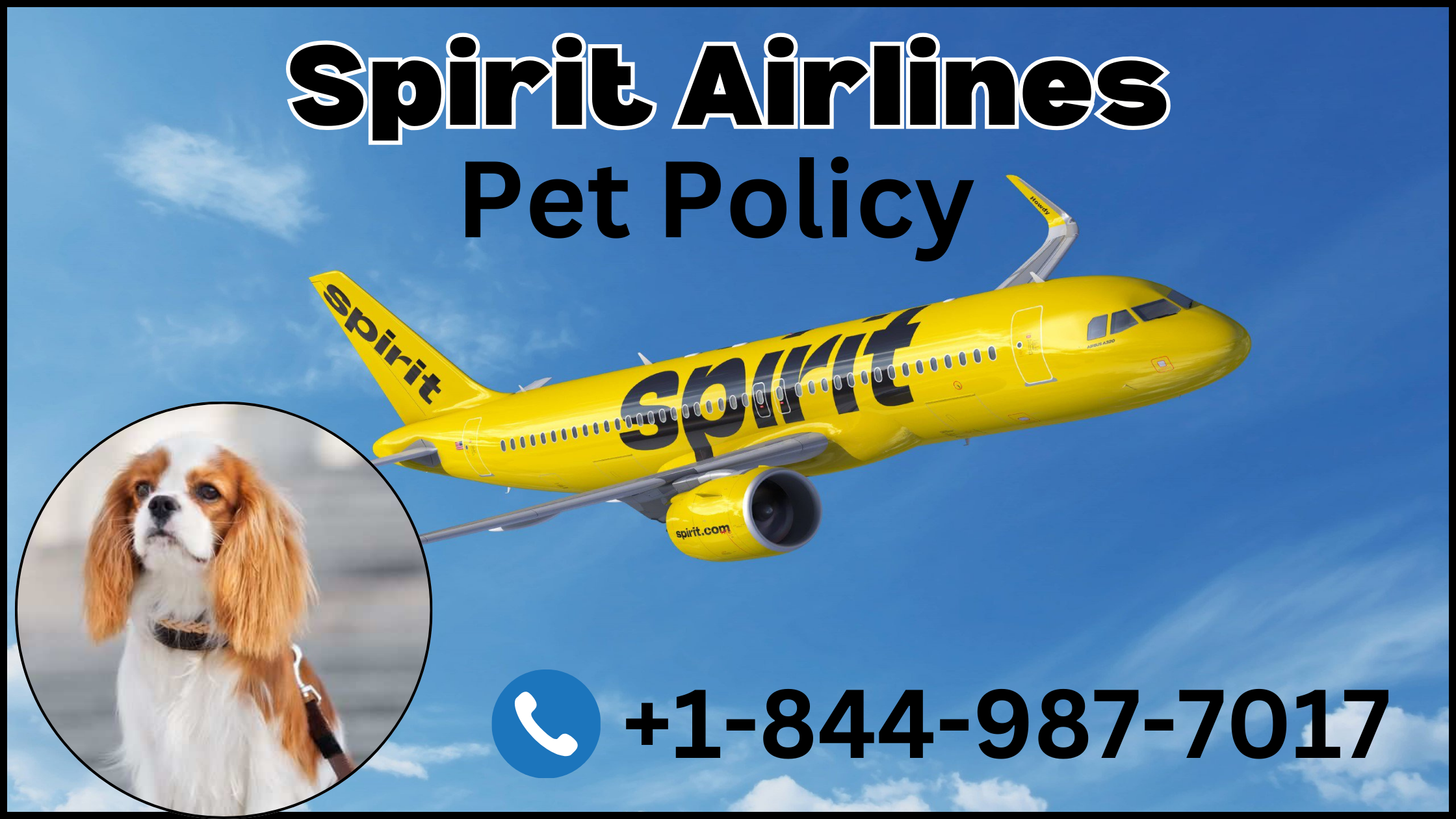spirit airlines pet policy